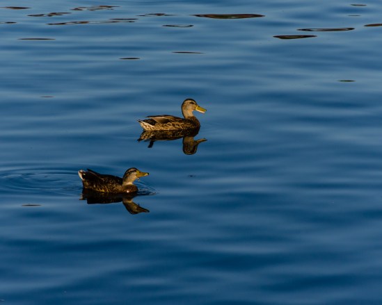 Just throw the #$@%^ bread! Nikon D5100, Nikkor 55-200mm f/4-5.6, 1/1250s, 200mm, f/8, ISO 400