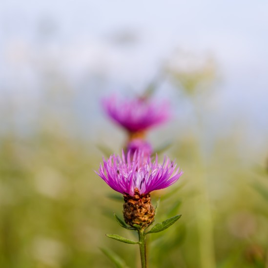 Princess of the Field Nikon D5100, Sigma 17-70mm f/2.8-4, 1/160s, 50mm, f/4, ISO 100