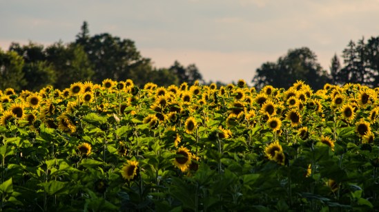 Sun Worshipers Nikon D5100, Nikkor 55-200mm f/4-5.6, 1/400s, 200mm, f/5.6, ISO 200