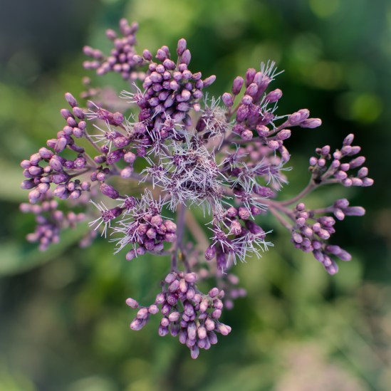 Top Down - 2 Nikon D5100, Nikkor 35mm f/1.8, 1/500s, f/2.8, ISO 200