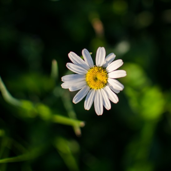 Top Down - 4 Nikon D5100, Nikkor 35mm f/1.8, 1/3200s, f/2, ISO 200