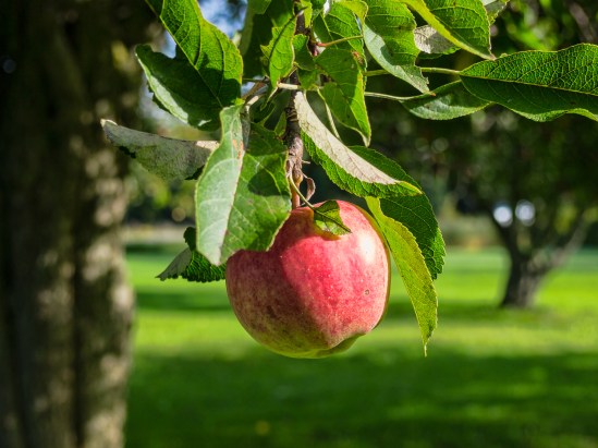 Apple a Day Olympus E-P3, Olympus 14-42mm f/3.5-5.6, 1/160s, 32mm, f/16, ISO 200