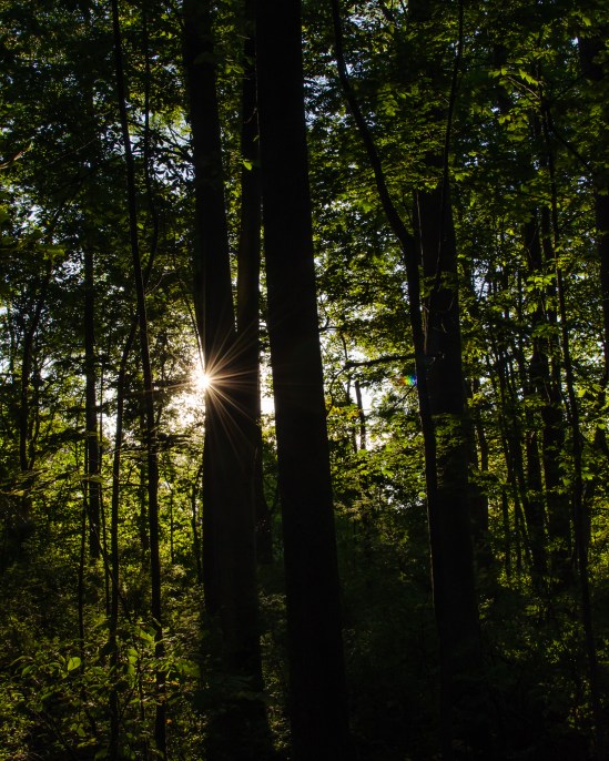 ...for the trees Nikon D5100, Nikkor 35mm f/1.8, 1/160s, f/13, ISO 400