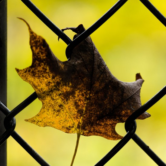 Looking to be Free Nikon D5100, Nikkor 55-200mm f/4-5.6, 1/250s, 135mm, f/5.6, ISO 400