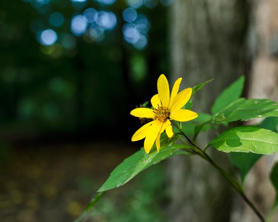 Lost in the Woods Nikon D5100, Nikkor 35mm f/1.8, 1/125s, f/2.8, ISO 400