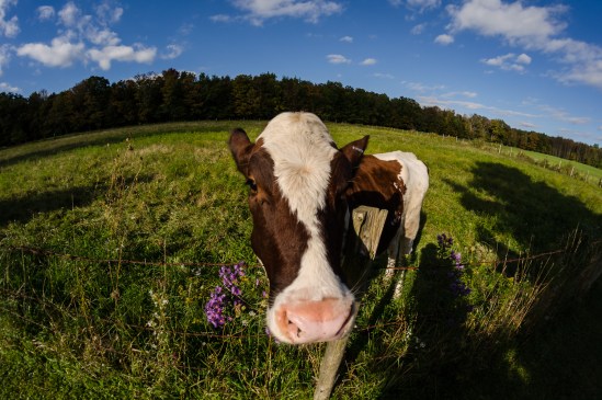 Ready for my close-up Nikon D5100, Rokinon 8mm f/3.5, 1/1000s, f/5.6, ISO 100