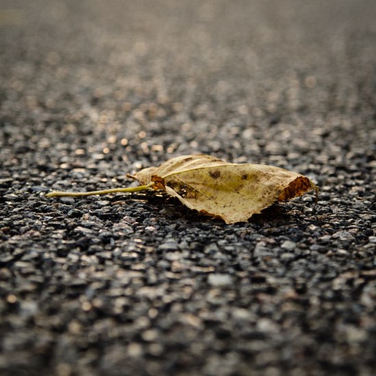 The Start of the Fall Nikon D5100, Sigma 17-70mm f/2.8-4, 1/250s, 70mm, f/5.6, ISO 200