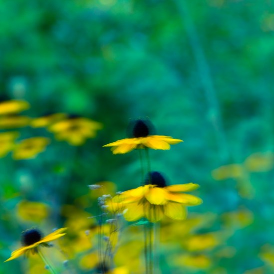 Swaying to the Music Nikon D5100, Nikkor 55-200mm f/4-5.6, 0.8s, 200mm, f/16, ISO 100