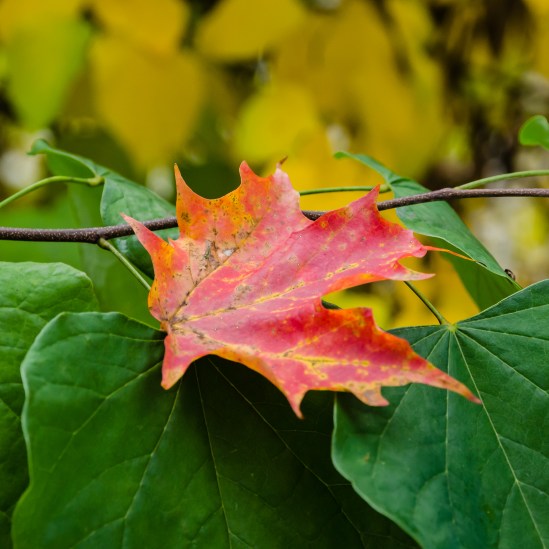Simple Colors Nikon D5100, Sigma 17-70mm f/2.8-4, 1/100s, 70mm, f/5.6, ISO 800