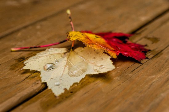 Snugglin' Nikon D5100, Sigma 17-70mm f/2.8-4, 1/250s, 62mm, f/5.6, ISO 400