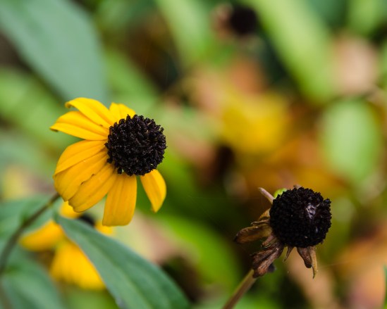 Time to Say Goodbye Nikon D5100, Sigma 17-70mm f/2.8-4, 1/100s, 70mm, f/5.6, ISO 800