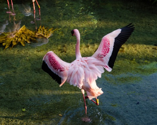 Morning Stretch Nikon D5100, Sigma 17-70mm f/2.8-4, 1/400s, 38mm, f/4, ISO 400