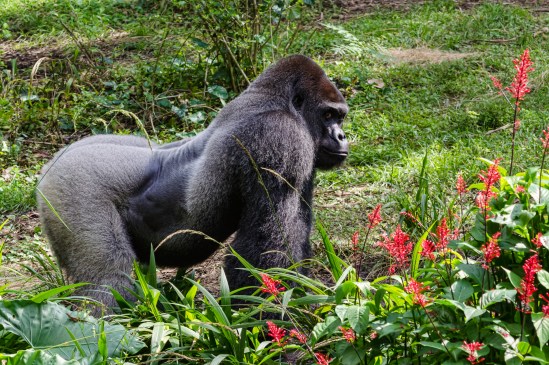 Quit Watching Me Nikon D5100, Nikkor 55-200mm f/4-5.6, 1/400s, 125mm, f/8, ISO 800