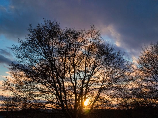 Sunset Tree Silhouette Olympus E-P3, Olympus 14-42mm f/3.5-5.6, 1/125s, 18mm, f/13, ISO 400