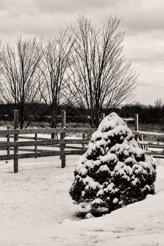 Winter White Nikon D5100, Nikkor 55-200mm f/4-5.6, 1/250s, 55mm, f/5.6, ISO 800