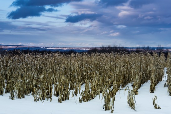 Forgotten Harvest Nikon D5100, Nikkor 55-200mm f/4-5.6, 1/160s, 65mm, f/16, ISO 800