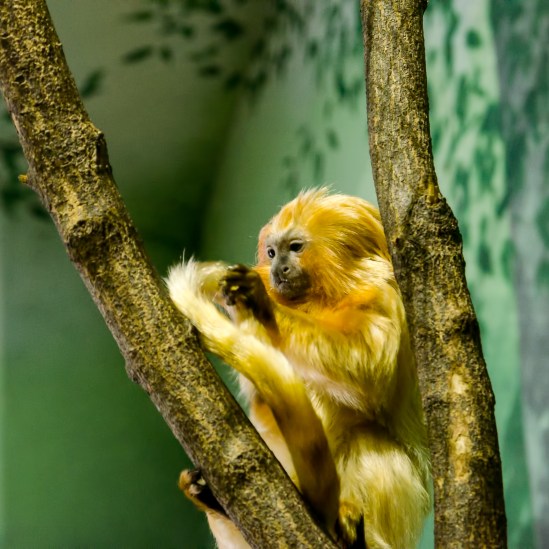 Grooming Nikon D5100, Sigma 17-70mm f/2.8-4, 1/80s, 70mm, f/5.6, ISO 6400