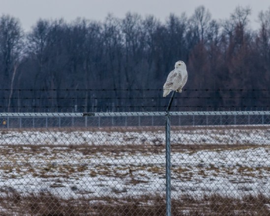 I Spy You Nikon D5100, Nikkor 55-200mm f/4-5.6, 1/200s, 200mm, f/9, ISO 400