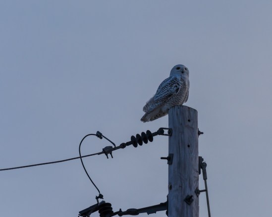 On the Lookout Nikon D5100, Nikkor 55-200mm f/4-5.6, 1/400s, 200mm, f/9, ISO 400
