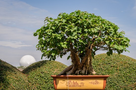 Bonsai Nikon D5100, Sigma 17-70mm f/2.8-4, 1/320s, 42mm, f/8, ISO 200