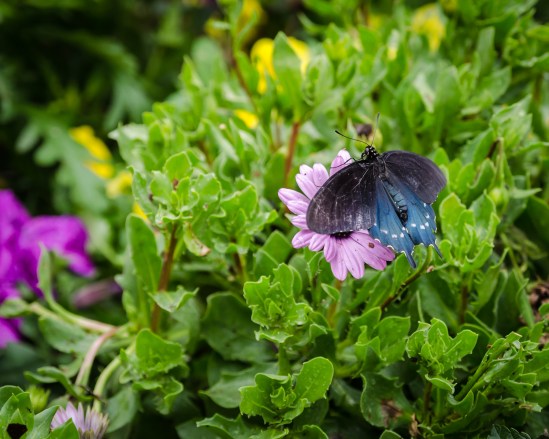 Butterfly House 1 Nikon D5100, Sigma 17-70mm f/2.8-4, 1/200s, 70mm, f/5.6, ISO 800