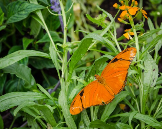 Butterfly House 5 Nikon D5100, Sigma 17-70mm f/2.8-4, 1/250s, 70mm, f/5.6, ISO 800