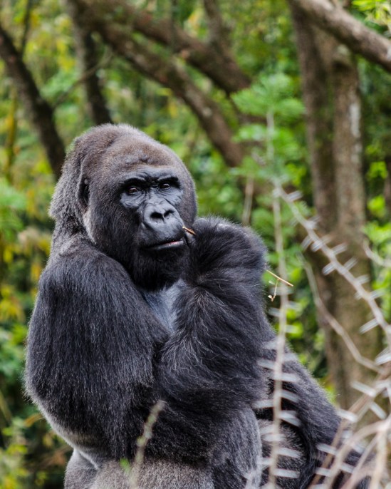 Contemplating Nikon D5100, Nikkor 55-200mm f/4-5.6, 1/250s, 200mm, f/5.6, ISO 800