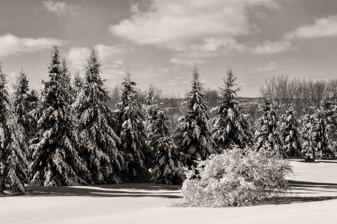 Trees in the Snow Nikon D5100, Nikkor 55-200mm f/4-5.6, 1/400s, 55mm, f/11, ISO 200