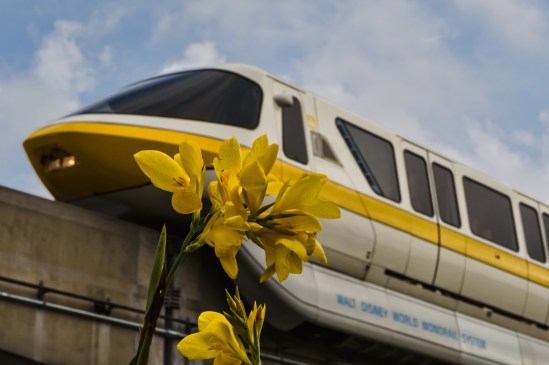 Yellow on Yellow Nikon D5100, Sigma 17-70mm f/2.8-4, 1/500s, 70mm, f/18, ISO 400