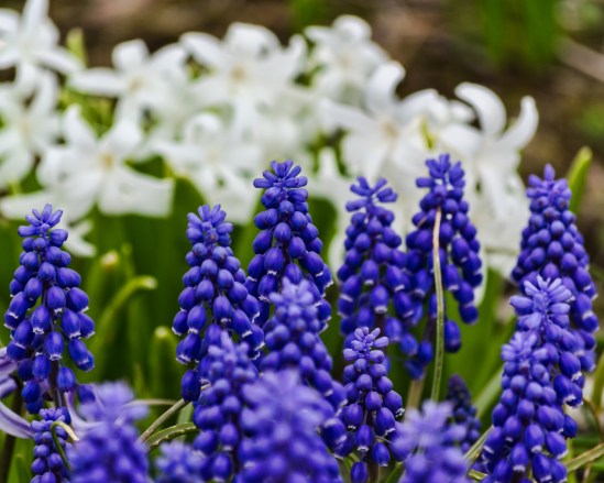 Blue and White Nikon D5100, Nikkor 55-200mm f/4-5.6, 1/320s, 165mm, f/5.6, ISO 200