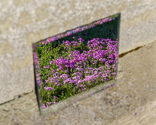 Field of Purple Nikon D5100, Sigma 17-70mm f/2.8-4, 1/640s, 46mm, f/8, ISO 400