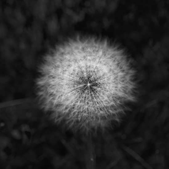 Implosion Nikon D5100, Sigma 17-70mm f/2.8-4, 1/200s, 70mm, f/5.6, ISO 400