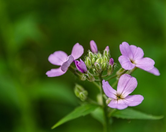 Promises Nikon D5100, Sigma 17-70mm f/2.8-4, 1/160s, 70mm, f/4, ISO 400