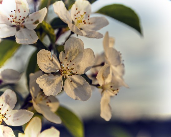 Springs Eternal Nikon D5100, Sigma 17-70mm f/2.8-4, 1/500s, 70mm, f/8, ISO 400