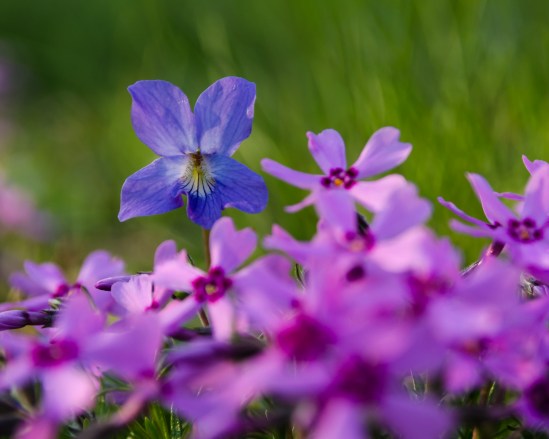 The Standout Nikon D5100, Sigma 17-70mm f/2.8-4, 1/200s, 70mm, f/5.6, ISO 200