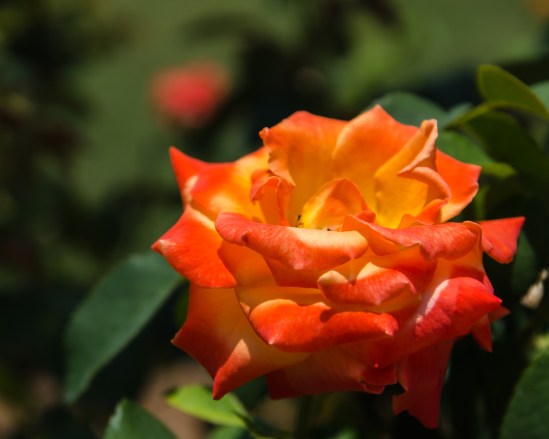 Apropos for Florida Nikon D5100, Nikkor 24-85mm f/3.5-4.5, 1/2500s, 66mm, f/5.6, ISO 200