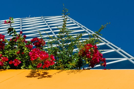 Floral Imagination Nikon D5100, Nikkor 24-85mm f/3.5-4.5, 1/640s, 75mm, f/8, ISO 200