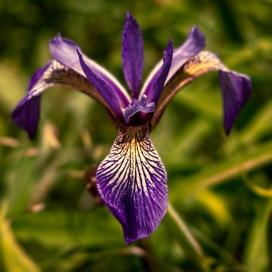 Purple Symmetry Olympus PEN EP-3, M. Zuiko 14-42mm f/3.5-5.6, 1/800s, 42mm, f/5.6, ISO 200