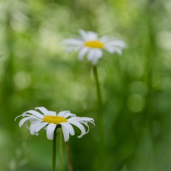 Summer Pair Nikon D5100, Nikkor 24-85mm f/3.5-4.5, 1/100s, 85mm, f/5.6, ISO 100