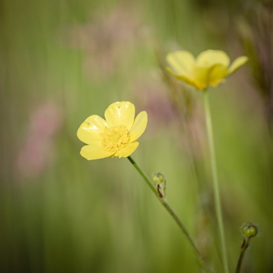 Sunshine Dreamin' Nikon D5100, Nikkor 55-200mm f/4-5.6, 1/1600s, 200mm, f/5.6, ISO 400