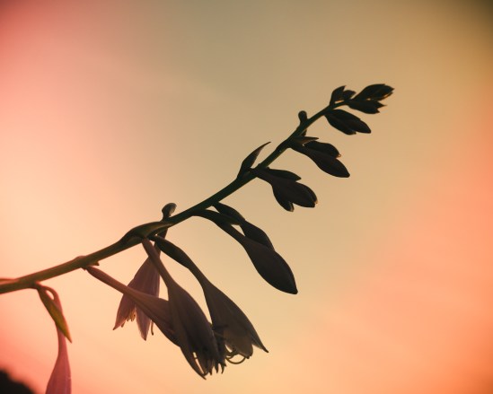 Hasta la Vista Nikon D5100, Nikkor 35mm f/1.8, 1/1600s, 35mm, f/5.6, ISO 200