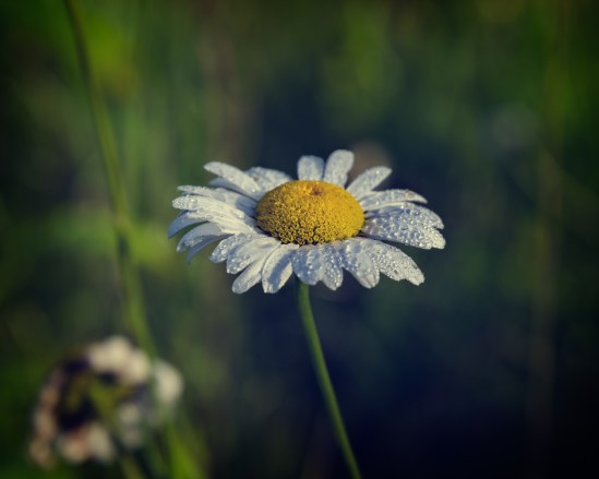 Morning Dew Nikon D5100, Nikkor 24-85mm f/3.5-4.5, 1/250s, 85mm, f/8, ISO 100