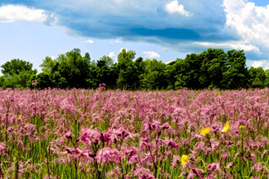 Painted Purple Field Nikon D5100, Sigma 17-70mm f/2.8-4, 1/40s, 46mm, f/16, ISO 100