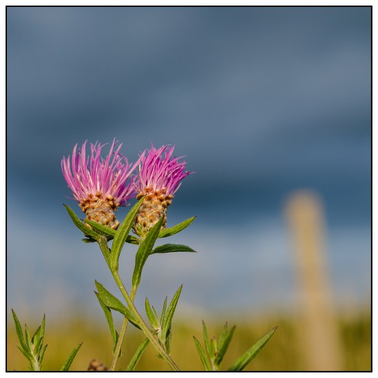 Thistle Bloom Nikon D5100, Nikkor 24-85mm f/3.5-4.5, 1/320s, 65mm, f/5.6, ISO 200