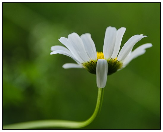 One Fell Down Nikon D5100, Sigma 17-70mm f/2.8-4, 1/125s 70mm, f/4, ISO 400