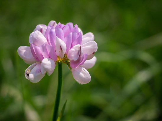 Purple & Pink Olympus PEN E-P3, M. Zuiko 14-42mm f/3.5-5.6, 1/1000s, 42mm, f/5.6, ISO 200