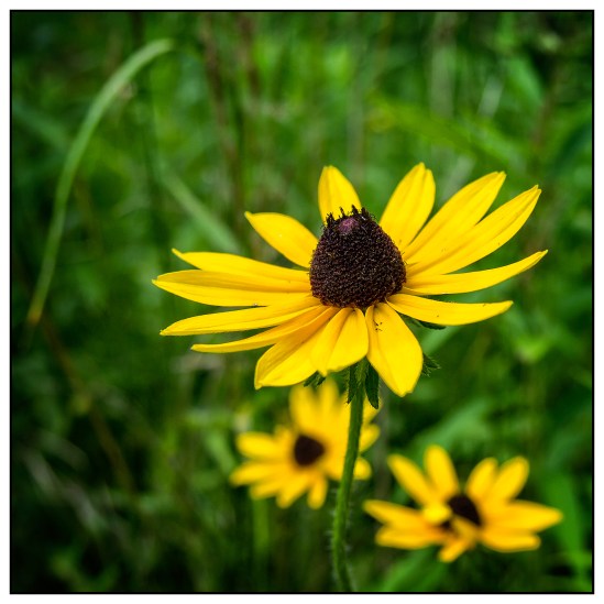 Show Off Olympus PEN E-P3, M. Zuiko 14-42mm f/3.5-5.6, 1/132s, 25mm, f/5.6, ISO 200