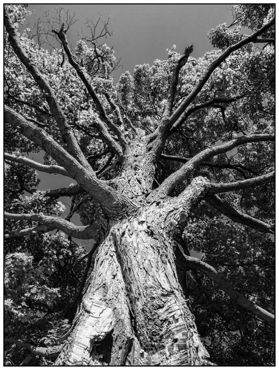 Arms Wide Open Olympus Pen E-P3, M. Zuiko 14-42mm f/3.5-5.6, 1/200s, 14mm, f/8, ISO 200