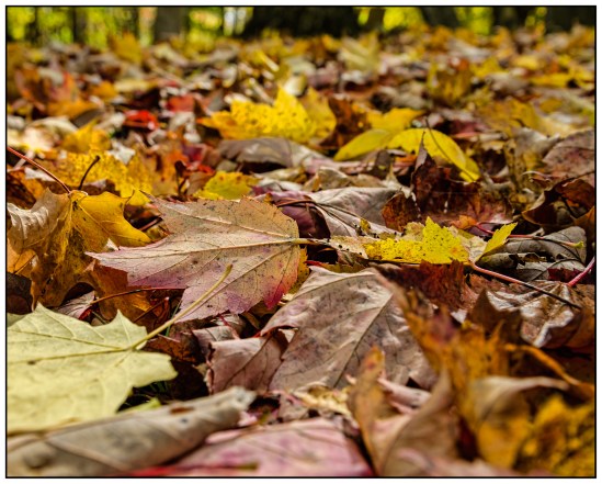 Colors - The Fallen Nikon D5100, Nikkor 24-85mm f/3.5-4.5, 1/160s, 24mm, f/5.6, ISO 200