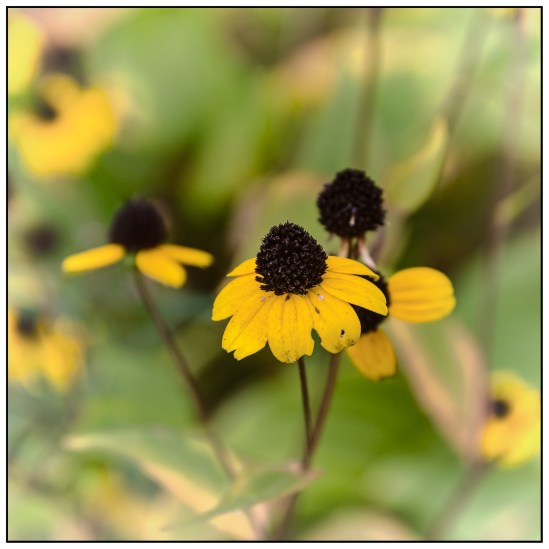 Fading Nikon D5100, Nikkor 24-85mm f/3.5-4.5, 1/200, 85mm, f/5.6, ISO 200